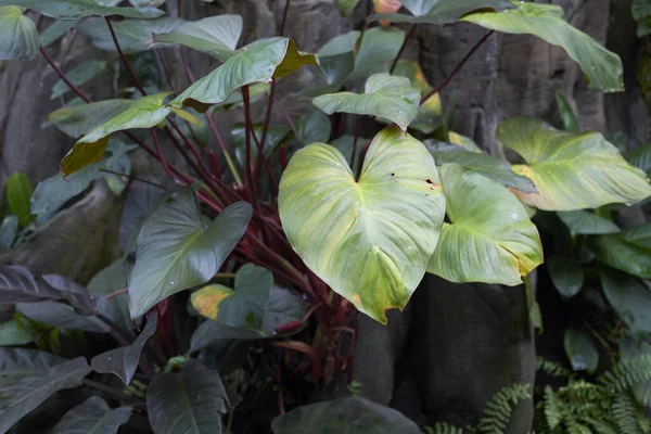 Philodendron Erubescens Close — стокове фото