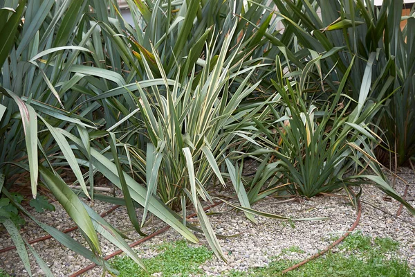 Phormium tenax bitkileri halka açık bir bahçede