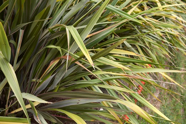 Phormium tenax taze yapraklar