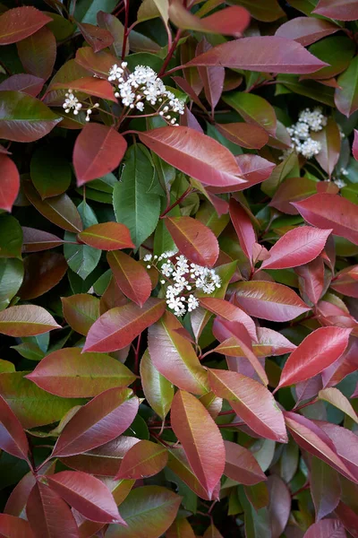 Photinia, çiçek açan her zaman yeşil çalı