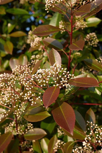 Photinia, çiçek açan her zaman yeşil çalı