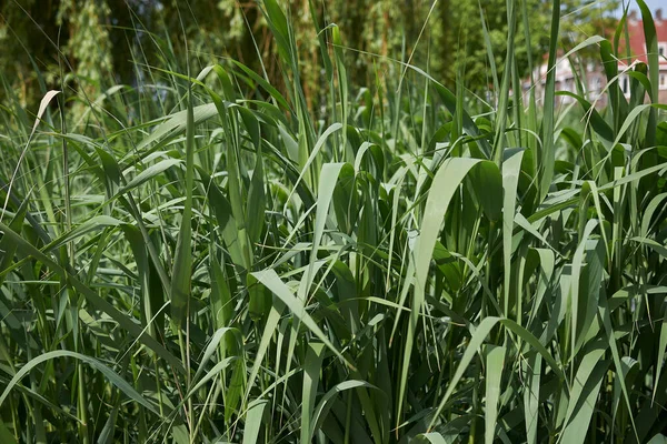 Phragmites australis bir gölette bitki yetiştiriyor.