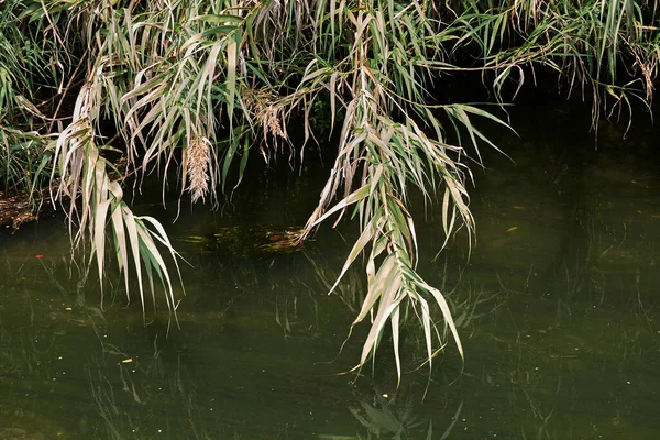 Phragmites australis bir kanala yakın.