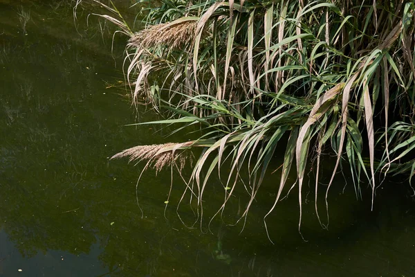 Phragmites australis bir kanala yakın.