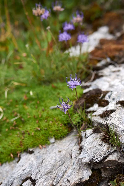 Phyteuma hemisphaericum blue violet inflorescence