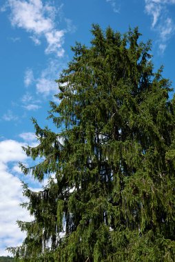 Picea, dal ve gövdeye sahip. 