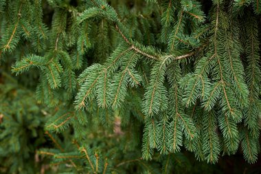 Picea dallara ve bagajlara bakar.