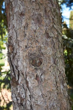 Picea Pungens ağacının yeşil mavi yaprakları