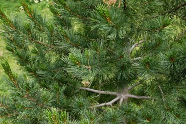 Pinus cembra kozalaklı ağaçlar
