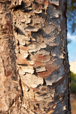 Balear adalarındaki Pinus halepensis ağaçları