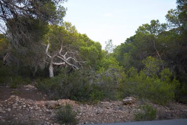 Balear adalarındaki Pinus halepensis ağaçları