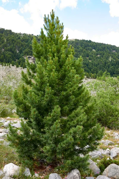 Pinus cembra kozalaklı ağaçlar