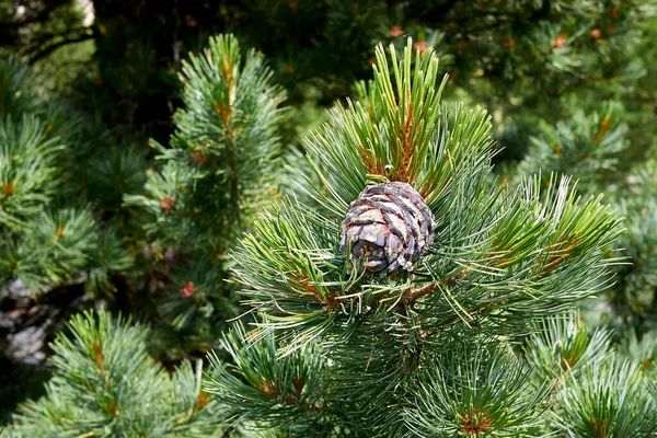 Pinus Cembra Barrträd — Stockfoto