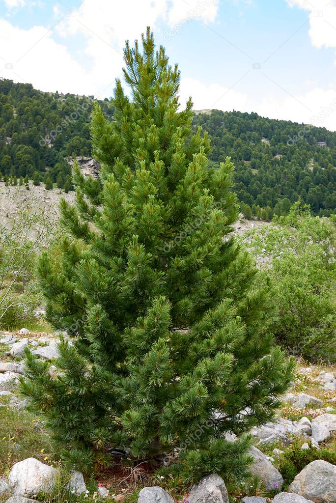 Pinus cembra coniferous trees