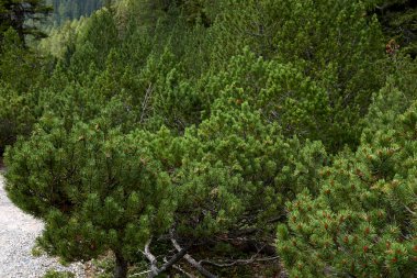 Pinus mugo kozalaklı ağaçlar