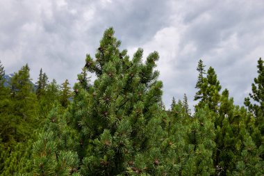Pinus mugo kozalaklı ağaçlar