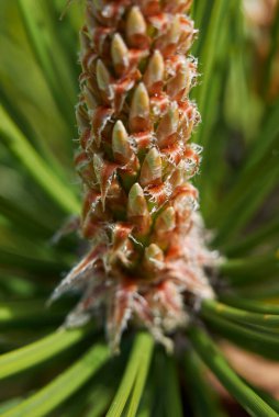 Pinus Nigra ağacına yakın bir dal.