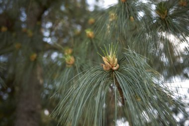 Pinus strobus infloresans görünümü