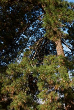 Pinus strobus dalı, koni ve kabuk yakın