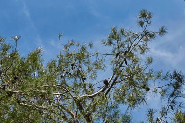 Çam ağacı dalının görüntüsü