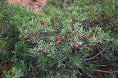 Taze kırmızı böğürtlenli Pistacia mercimek çalısı