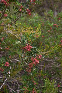 Taze kırmızı böğürtlenli Pistacia mercimek çalısı
