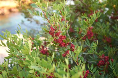 Taze kırmızı böğürtlenli Pistacia mercimek çalısı