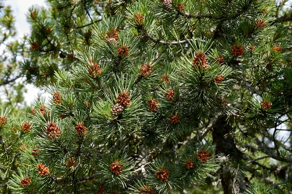 Pinus mugo coniferous trees