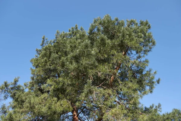 Çam yaprağı yaprakları her zaman yeşildir.