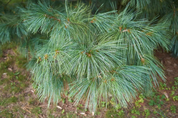 Pinus Wallichiana Tak Close — Stockfoto