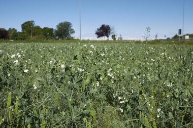 Pisum sativum çiçek açtı. 