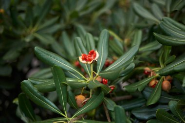 Pittosporum tobira meyvesi manzarası