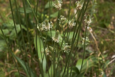 Plantago Lanceolata Manzarası