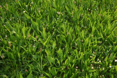 Plantago Lanceolata Manzarası