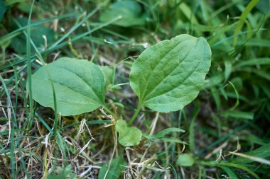 Bitki ana taze bitkiler