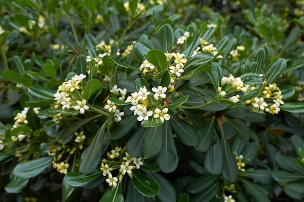 Scented Blossom Pittosporum Tobira — Stock Photo, Image