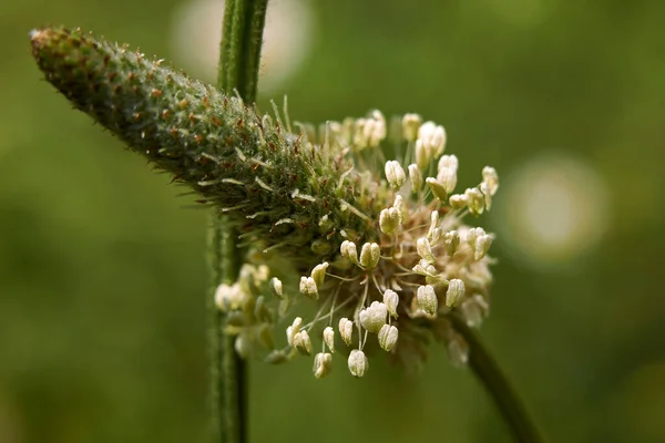 Plantago Lanceolata Manzarası