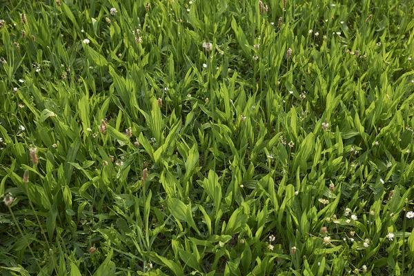 Widok Plantago Lanceolata — Zdjęcie stockowe