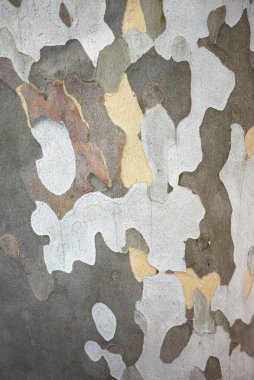 Platanus x hispanica desenli ağaç kabuğu 