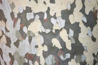 Platanus x hispanica desenli ağaç kabuğu 