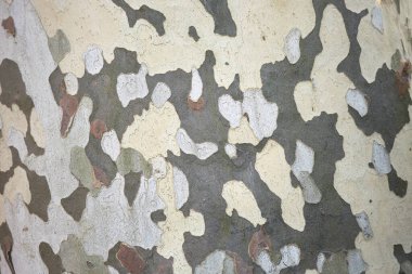 Platanus x hispanica desenli ağaç kabuğu 