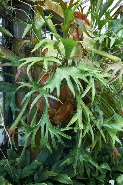Platycerium bifurcatum desenli yapraklar