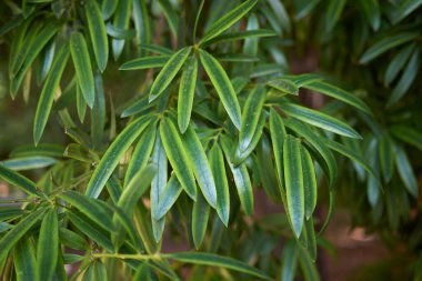 Podocarpus neriifolius tropikal ağacı