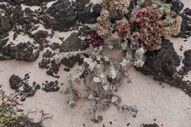 Plajdaki polikarpaea nivea bitkisi