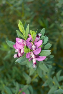 Polygala myrtifolia mor çiçekleri