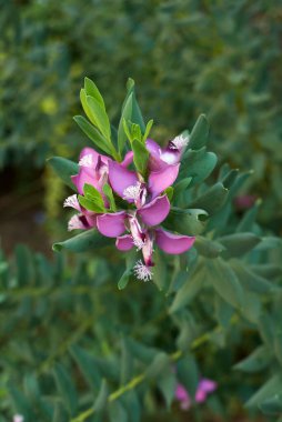Polygala myrtifolia mor çiçekleri