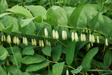 Polygonatum kokusu çiçek açtı.
