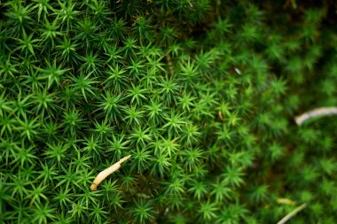 Polytrichum juniperinum moss close up clipart