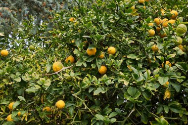Olgun ve olgunlaşmamış meyveli Poncirus trifoliata dalı
