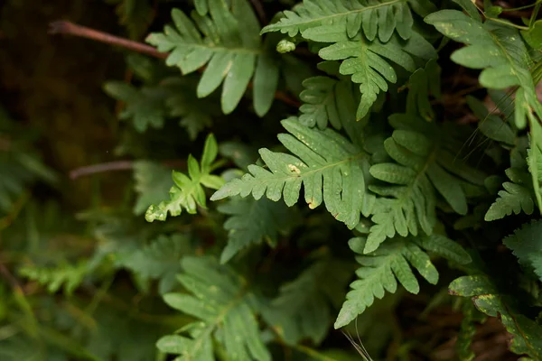 Kayalık duvarda polipodyum vulgare bitkileri